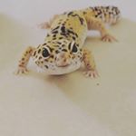Profile Picture of Darrell Willis (@dew42069) on Instagram