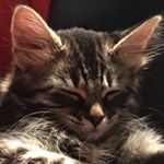 Profile Picture of Max (@max_northcott) on Instagram