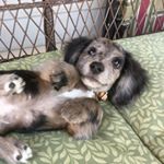 Profile Picture of Roger Rathmann 🐾 (@whoframed.rogerathmann) on Instagram