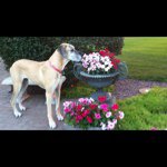 Profile Picture of Anne Mummert (@amummert.dane) on Instagram