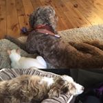 Profile Picture of Jazzy (@lucy_odom_luke) on Instagram