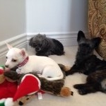 Profile Picture of Nicholas (@nicholassharifi) on Instagram