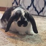Profile Picture of Hayley the Lop-Eared Rabbit (@hayley_hops_on_the_daily) on Instagram