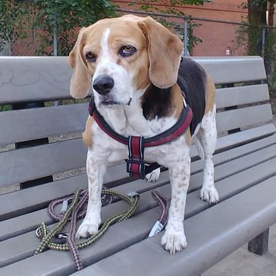 Profile Picture of Jerry's Middle Finger (@antifadogguy) on Twitter