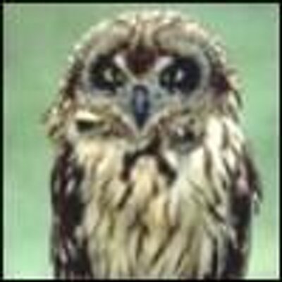 Profile Picture of Josh Burkhart (@hehagill) on Twitter