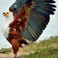 Profile Picture of Peter Eagle (@peter-eagle-10) on Quora