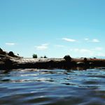 Profile Picture of David Sakai (@sakaid) on Instagram