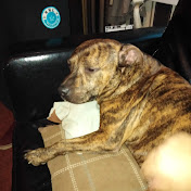 Profile Picture of Christopher Wall (@christopherwall3457) on Youtube