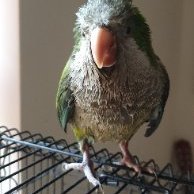 Profile Picture of David Maclennan (@david_maclennan) on Twitter