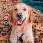 Profile Picture of Golden 𝕃𝕌𝔽𝔽𝕐 the Joy Dog 🐾 (@luffy_joydog) on Instagram