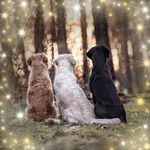 Profile Picture of Jana Rücker (@blacklab_kirk) on Instagram