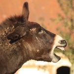 Profile Picture of La Ferme des Belles Terres (@fermedesbellesterres) on Instagram