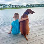 Profile Photo of Chester and Myrtle Sue (@palmettopointers) on Instagram