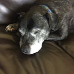 Profile Picture of Ronnie (@ronnie.cornish) on Instagram