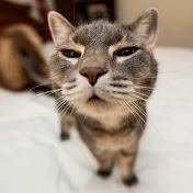 Profile Picture of Frank Dave (@Aluruba) on Youtube