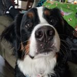 Profile Picture of Leslie Blevins (@mooostache1) on Instagram