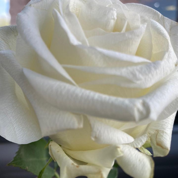 Profile Picture of Apple User656394 (@gfeather1gmail.com) on Tiktok