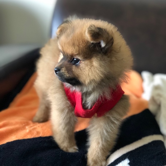 Profile Picture of Maria Bagaporo (@mbagaporo) on Poshmark