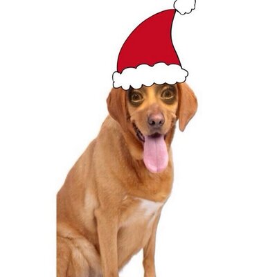 Profile Picture of Bob Stan Thrasher (@milliesdog) on Twitter