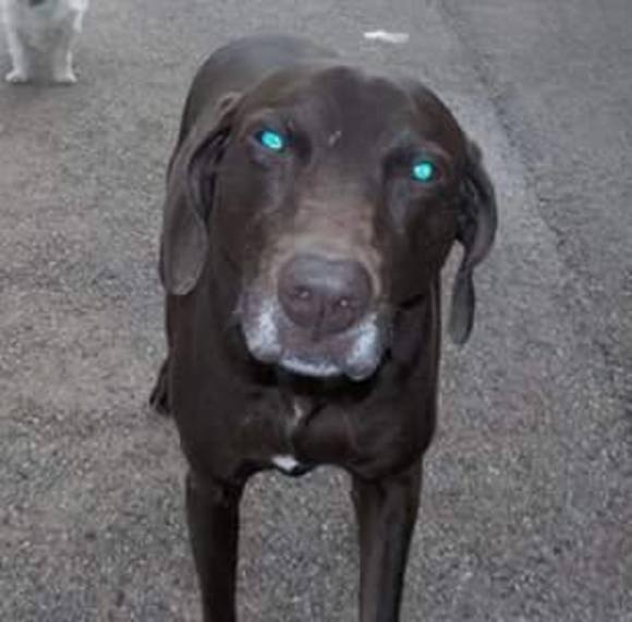 Profile Picture of Vicki Delorme (@vickidelorme) on Poshmark