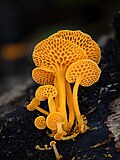 Profile Picture of Favolaschiaon Wikipedia