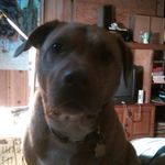 Profile Picture of Alice,Hershey & Daisy (@pets_of_yutub) on Instagram