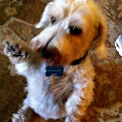 Profile Picture of Shelley Gray (@shelleygray456) on Twitter