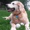 Profile Picture of Joseph Calicchio (@joseph.calicchio.3) on Facebook