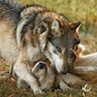 Profile Picture of Richard Rushlow (@richard-rushlow-1) on Quora