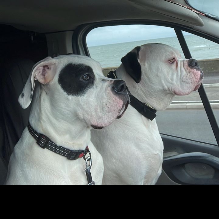 Profile Picture of Scott Howarth (@scott.howarth7) on Tiktok