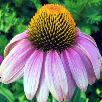 Profile Picture of Pam Schrader (@SchraderPam) on Twitter