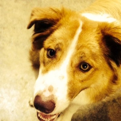Profile Picture of Josh Morse (@joshmorse56) on Twitter