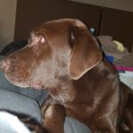 Profile Picture of Benny Morrison (@bennys_the_lab_and_vee_the_gh) on Instagram