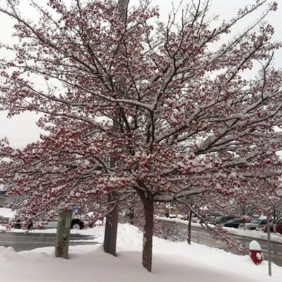 Profile Picture of Laurel Shaffer (@LaurelShaffer1) on Twitter