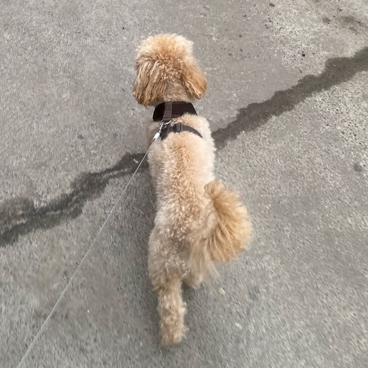 Davidjann - Tiktok Profile Picture of Davidjann (@poplavskyi_d) on Tiktok