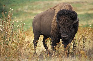 Profile Picture of Bisonon Wikipedia
