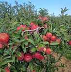 Profile Picture of Traffico Torres (@traffico.torres) on Facebook