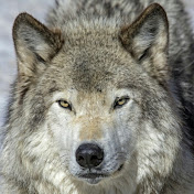 Profile Picture of Andrea Marson (@andreamarson4677) on Youtube