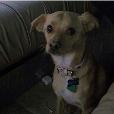 Profile Picture of Steven Gerstner (@hallobro11) on Twitter