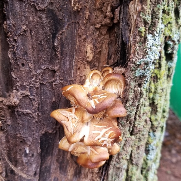 Profile Picture of Peggy Cornelsen (@peggy375) on Poshmark