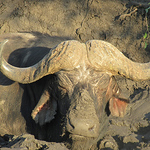 Profile Picture of John Grice (@john watson grice) on Flickr