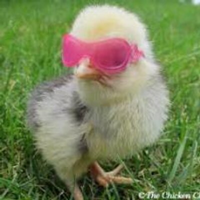 Profile Picture of Collette Page (@LadybirdPage) on Twitter