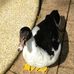 Profile Picture of Audrey Duck (@audrey.duck.12) on Facebook