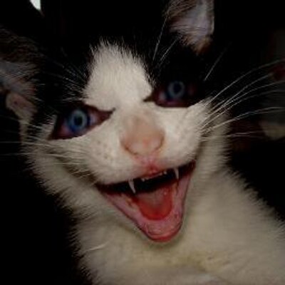 Profile Picture of Adam_Ozz (@Adam_Klos) on Twitter