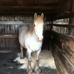Profile Picture of Sue Beesley (@pgem00) on Instagram