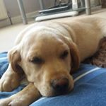 Profile Picture of Ben Bowker (@ben.bowker.94) on Instagram