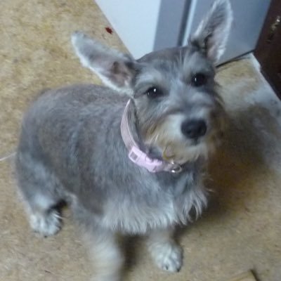 Profile Picture of Deidre Dunham (@DeidreDunham2) on Twitter