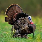 Profile Picture of Calvin Huggins (@Calvin_hug3473) on Youtube