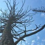 Profile Picture of colin dinsmore albright (@c_dinsmore_a) on Instagram