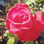 Profile Picture of Lauri Rose (@rosespiritsong) on Instagram